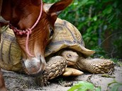 Netradiní pátelství dvou zcela odliných zvíat dojímá nejen oetovatele,...