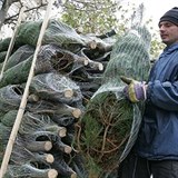 Prodvan stromky maj garantovanou kvalitu.