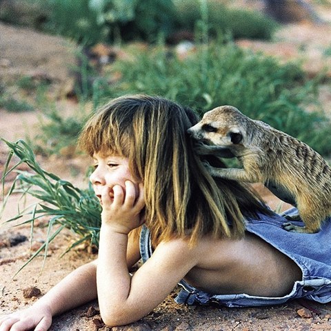 Kdo by si nepl mt jako mazlka roztomilou hravou surikatu?