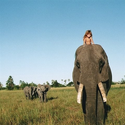 Vdce slonho stta v Botswan, majesttn samec Abu, nechal Tippi, aby se na...