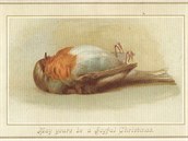 Pro se veselit kdy mete mít deprese z obrázku mrtvého ptáka?