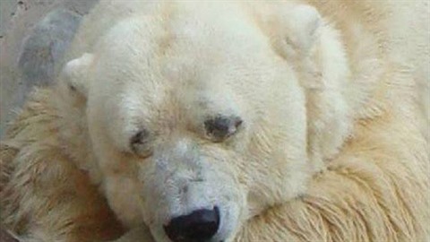 Lední medvd Arturo byl povaován za nejsmutnjího medvda na svt. Dlouhých...
