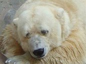 Lední medvd Arturo byl povaován za nejsmutnjího medvda na svt. Dlouhých...