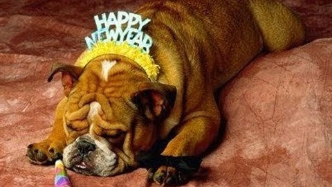 Oslavy příchodu nového roku se blíží a mohou být pro psy a kočky velmi...