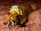 Oslavy píchodu nového roku se blíí a mohou být pro psy a koky velmi...