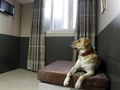 Bhem ohostroj je vhodné umístit psa nebo koku do klidného pokoje s minimem...