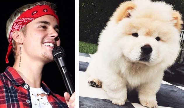Justin Bieber dal psa Todda jednomu ze svých tanečníků! Chudák pes teď  bojuje o život! - OCKO.TV