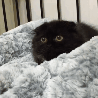 Tlustá černá kočička chlupatá