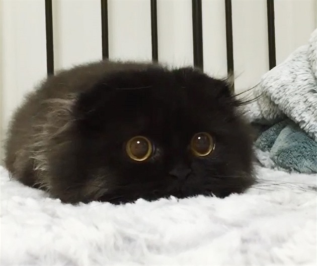 super tlustá černá kočička punčocháče máma sex videa