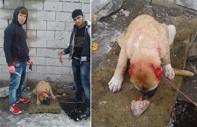 Dva mui z Turecka brutálním zpsobem týrali psa. Lidské bestie ovákovi...