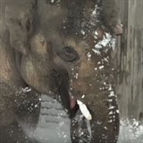 Zvata v americk zoo se zimy neboj, ba prv naopak!