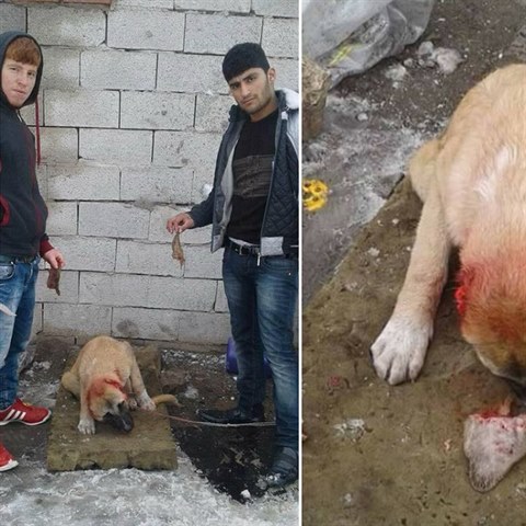 Dva muži z Turecka brutálním způsobem týrali psa. Lidské bestie ovčákovi...