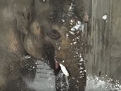 Zvíata v americké zoo se zimy nebojí, ba práv naopak!
