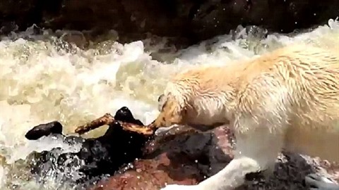 Jednoho z dvojice labrador pi aportování strhl íní proud. Jeho kamarád ho...