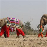 V novch oblecch si sloni vyli zvesela na pacr.
