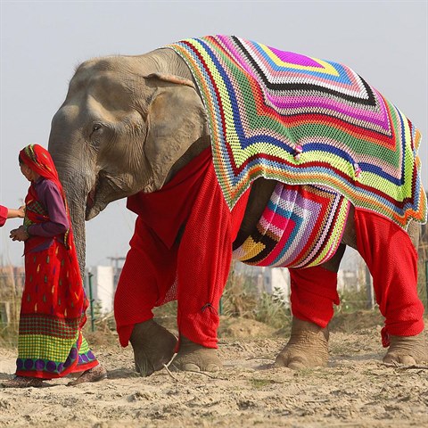 Oetovatel z indickho centra pro zchranu slon svrzn vyeili problm s...