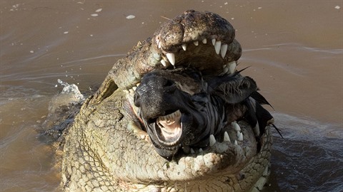 Krokodýl v africké Keni si pochutnal na zebe. neopatrného lichokopitníka...