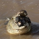Krokodl v africk Keni si pochutnal na zebe. neopatrnho lichokopitnka...