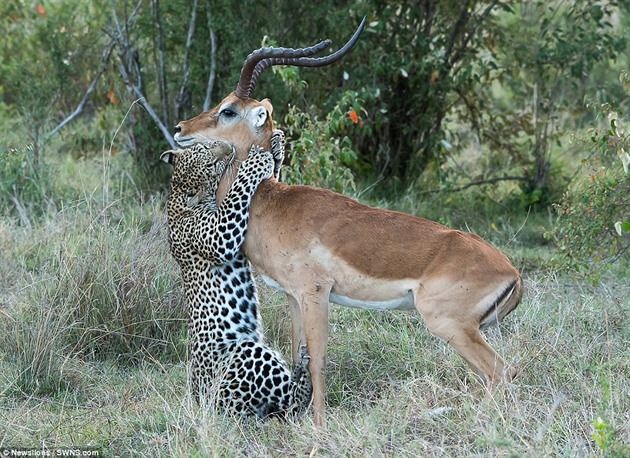 Leopardí polibek smrti