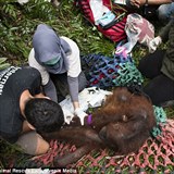 Orangutani v pi zchran.