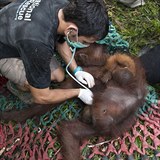 Zchrani nelenili a orangutany oetili.