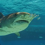 Žralok tygří jí potraviny všeho druhu. Někdy si rád kousne i do lidského masa.