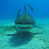 Žralok tygří jí potraviny všeho druhu. Někdy si rád kousne i do lidského masa.