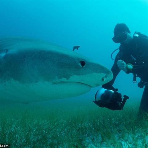Žralok tygří nebo také tygrovaný, je ve vztahu k člověku považován za jednoho z...