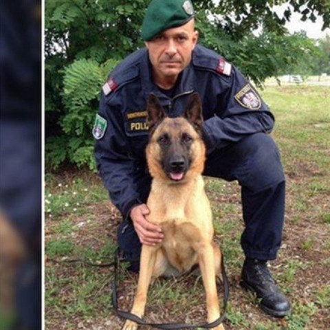 Policejn pes Anuk, kter pomohl dopadnout nsilnka, je novm hrdinou obyvatel...