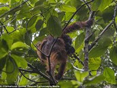 Orangutani jsou roztomilá stvoení.