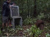 Orangutani si mou opt hrát a dovádt v pírod.