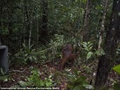 Orangutani si mou opt hrát a dovádt v pírod.