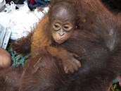 Kdo by malého orangutana nechtl dom?