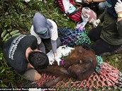 Orangutani v péi záchraná.