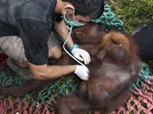 Záchranái nelenili a orangutany oetili.