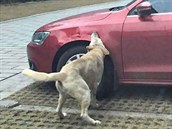 Pes se klidn pomstí i automobilu.