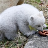Malé medvídě je neuvěřitelně roztomilé.