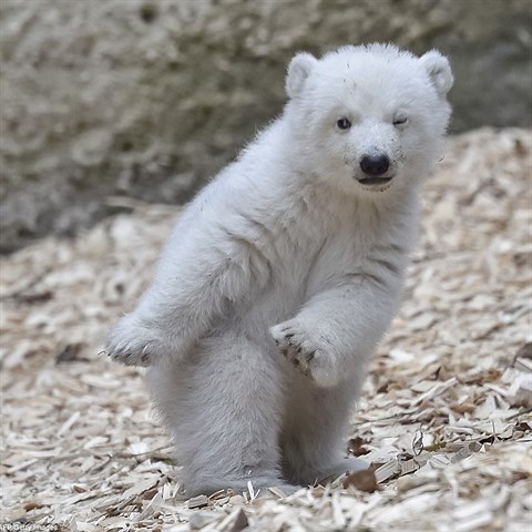 Medvídek vypadá, že tancuje.