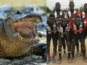 Fotbalistu sndl krokodýl.