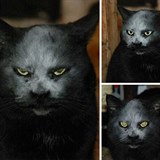 Kočky jsou ve skutečnosti démoni!