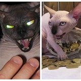 Kočky jsou ve skutečnosti démoni!