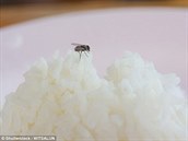 Mouchy jsou schopné jídlo infikovat bhem vteiny.
