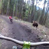 Medv�d pron�sledoval cyklisty ve slovensk�m bike parku!