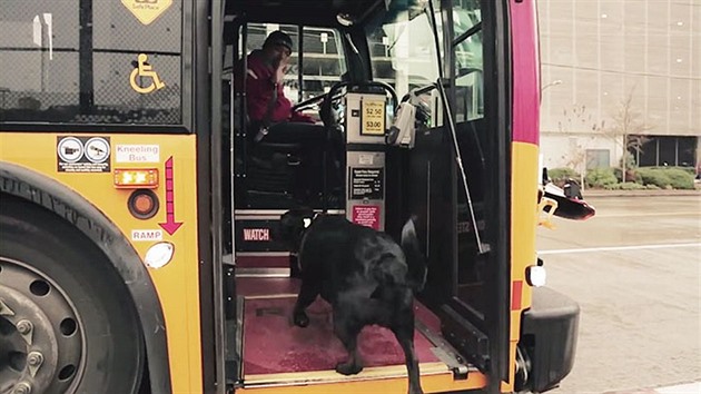 Fenku Eclipse znají na autobusové lince D v Seattlu vichni idii.