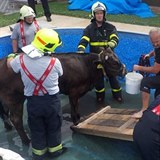 Krávu zachránili naštěstí hasiči.