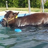 Kráva si užila bazén.