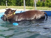 Kráva si uila bazén.