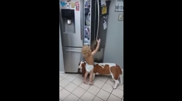 Pes pomáhá dítti do ledniky.