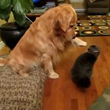 Přátelství psa a kočky.