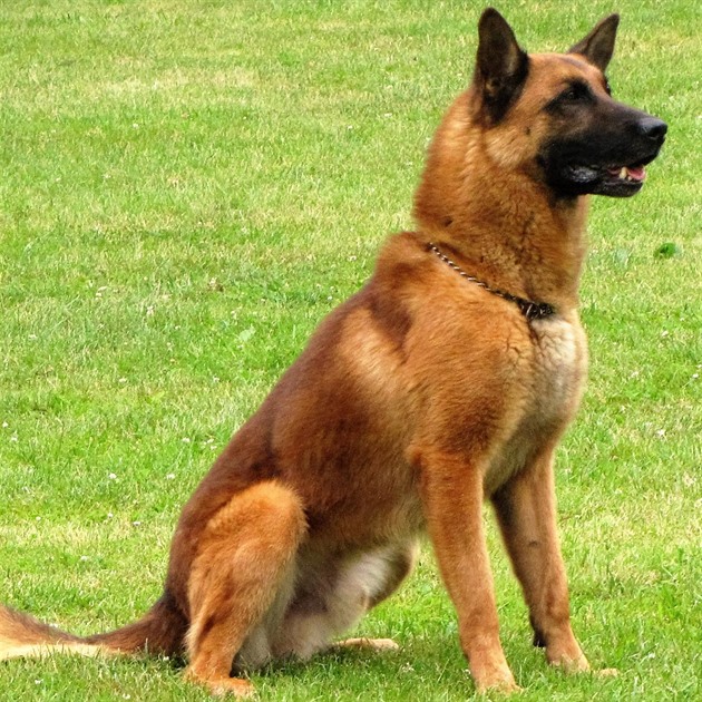Policejní pes War